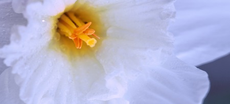 A macro shot of a white petalled daffodil with an orange trumpet.の写真素材