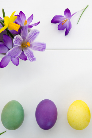 Easter eggs and purple crocuses. Festive decoration on white background.の写真素材