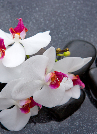 Still life with spa stones and white orchid.の写真素材