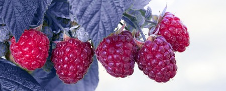 Close-up of the ripe raspberry in the summer garden.