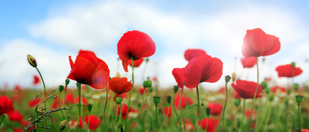Wild poppy flowers on blue sky background.の写真素材