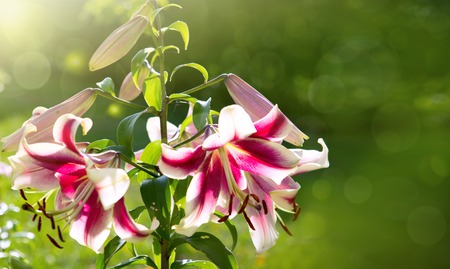 Pink lily flowers isolated on a green background. Holiday card.Oriental Trumpet Lily Mr. Jobの写真素材