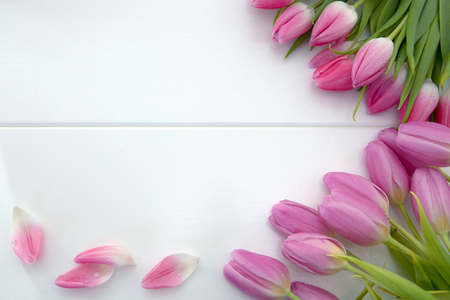 Pink tulips isolated on white wood Background. Celebrations background.の写真素材