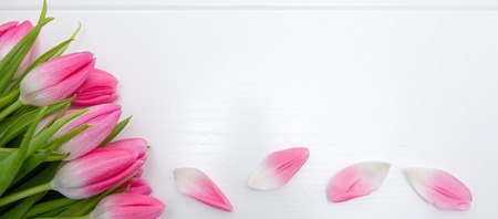Pink tulips isolated on white wood Background. Celebrations background.の写真素材