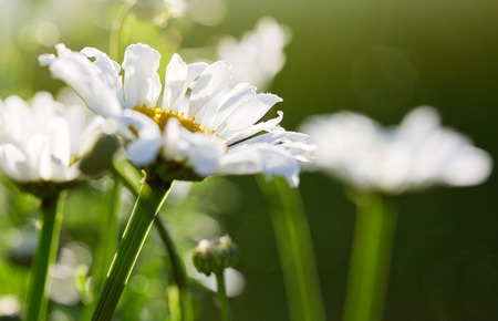 Macro Shot of white daisy flowers in sunset light.の写真素材