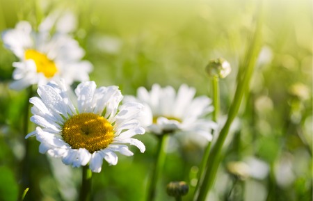 Macro Shot of white daisy flowers in sunset light.の写真素材