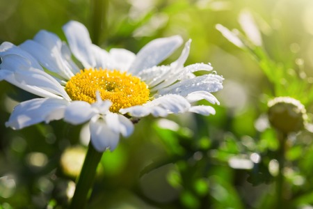 Chamomile flower with drops of water on the green backgroundの写真素材