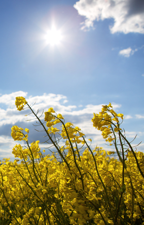 Yellow rape field sparkle under the sun.の写真素材
