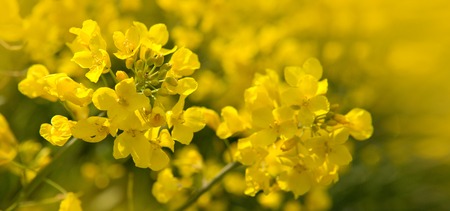 Rape flowers isolated on a yellow blur background.の写真素材