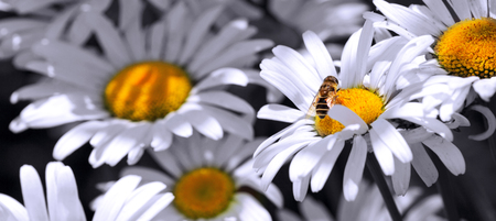 Macro shot of white daisies and bee. Summer background.の写真素材