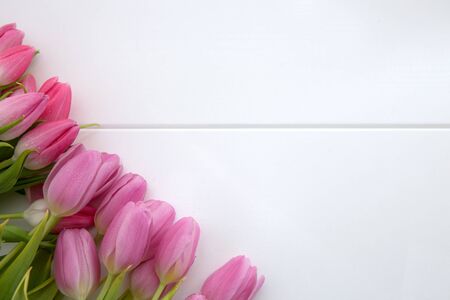 Pink tulips isolated on white wood Background. Celebrations background.の写真素材