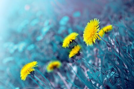 Yellow blooming dandelions in a blue lawn.の写真素材