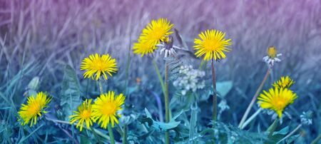 Yellow blooming dandelions in a blue lawn.の写真素材