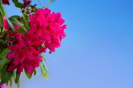 Red Azaleas flowers isolated on blue sky background.の写真素材