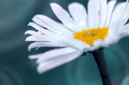 Macro Shot of white daisy flower isolated on green background.の写真素材