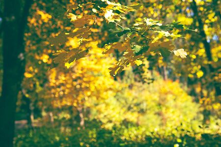 Yellow autumn maple leaves isolated on sunny background.