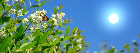 Beautiful butterfly feeding on a white flowers.の写真素材