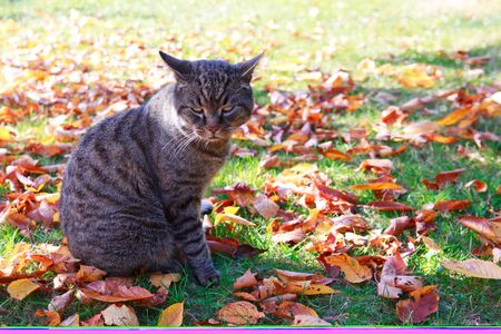 Gray European Shorthair cat outdoor on the leaves in autumn garden.の写真素材