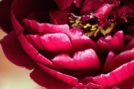 Abstract pink peony flower background .の写真素材