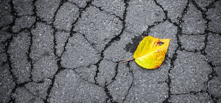 Yellow beech leaf on gray asphalt background.