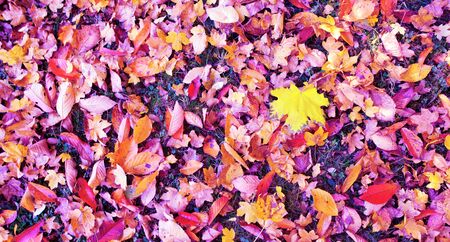 Yellow autumn maple leaf isolated on a pink background.の写真素材