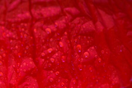 Close up of red poppy petal in the sunlight. Selective focus.の写真素材
