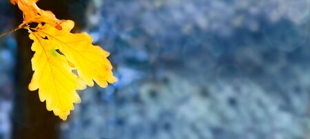Yellow autumn oak leaves isolated on blur background.
