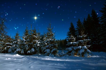 Background with stars and trees in winter forest.の写真素材