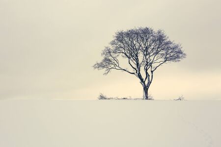Winter tree on the field. Nature background.