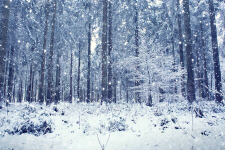 Trees covered with hoarfrost and snow. Forest in the frost.の写真素材