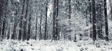 Trees covered with hoarfrost and snow. Forest in the frost.
