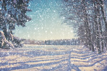 Winter forest with white fresh snow and pine trees.