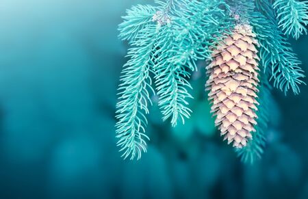 Background of Christmas tree branches with big fir cone.の写真素材