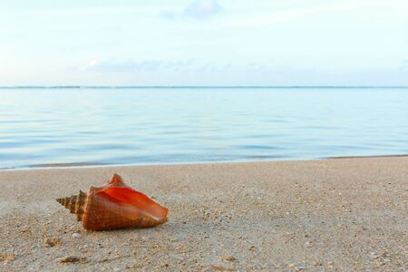Sea shell on tropical beach. Summer sea landscape.