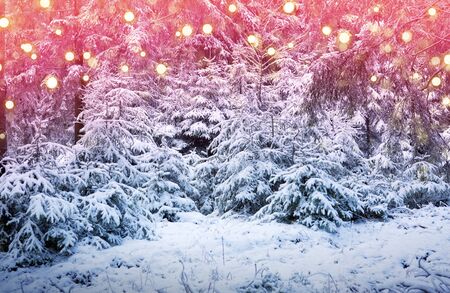 Trees covered with hoarfrost and snow. Forest in the frost.