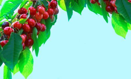 Cherries hanging on a cherry tree branch. Cherry tree in the sunny garden.の写真素材