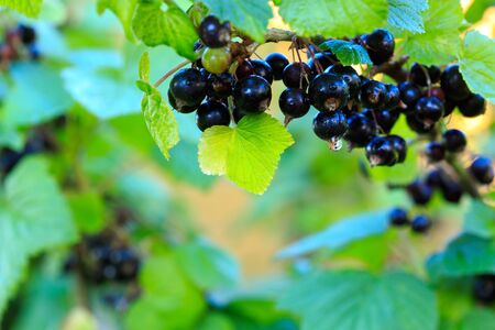 Branch of ripe blackcurrant berries hanging on the bush in a garden. Close-up. Selective focus on berries.の写真素材