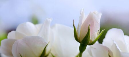 White rose isolated on blur background.