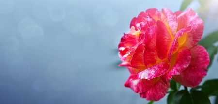 . Pink rose isolated on blue sky background. Macro shot .の写真素材