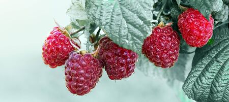 Close-up of the ripe raspberry in the summer garden.