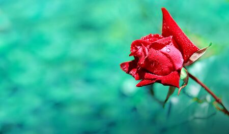 Single red rose isolated on green background.の写真素材
