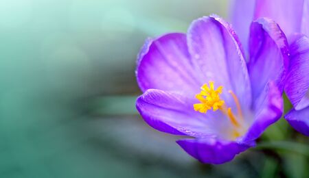 Macro Shot of a purple flowering crocus isolated on green.