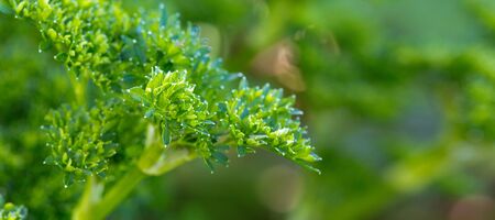 Macro shot on green parsley. Nature background.