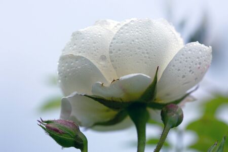 White wedding rose close up isolated on green backgroundの写真素材