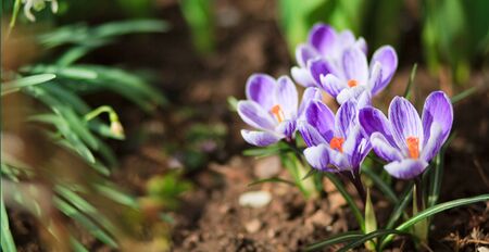 Close-up of a purple Crocus flowers isolated.の写真素材