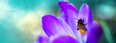 Macro shot of purple crocus and bee in spring garden. Easter background.の写真素材
