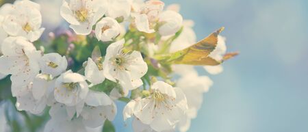 Flowers of the cherry blossoms on a spring day
