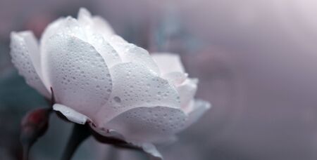 White wedding rose close up isolated on blur backgroundの写真素材