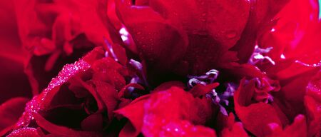 Dark red color peony with selective focus.の写真素材