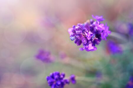 Lavender flowers closeup isolated on blur background.の写真素材